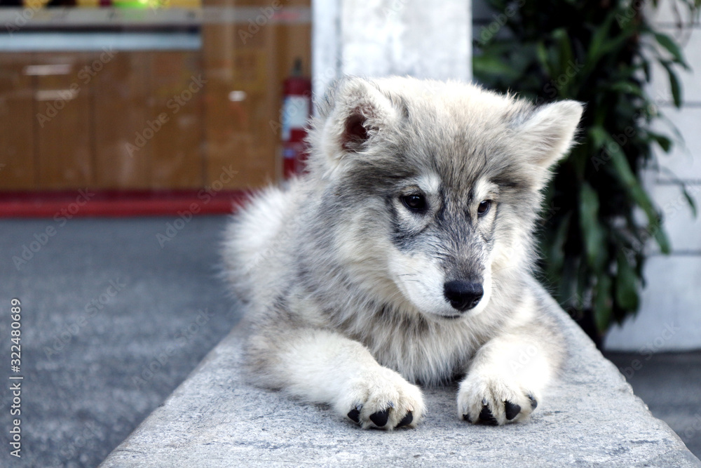 Cute Alaskan Malamute puppy lying down on a sidewalk Cute Alaskan Malamute puppy lying down on a sidewalk