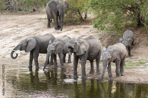 A small herd of African elephants  Loxodonta africana  getting a drink at a pond.