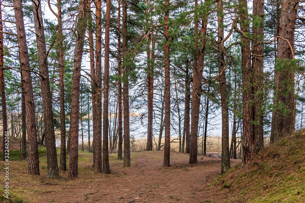 Obraz premium Pine trees on the sand dunes, coast of the lake in winter. Nature park in Europe