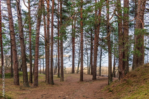 Pine trees on the sand dunes, coast of the lake in winter. Nature park in Europe