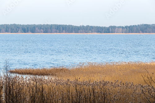 Spring landscape with lake overgrown with reeds near the coast, nature background with dry reed grass