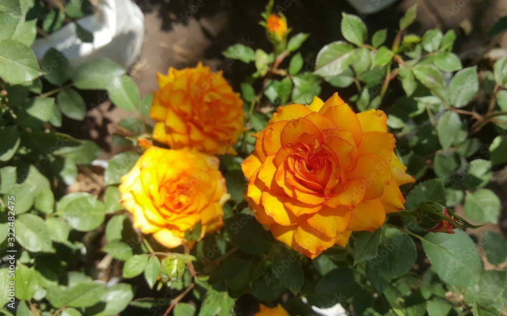 Many colored roses blooming in the garden. Many colored roses blooming in the garden.