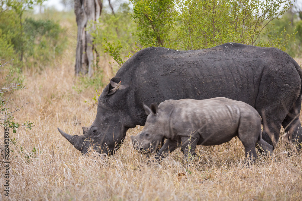 Fototapeta premium A female white rhinocerous, Ceratotherium simum, with its baby walking through the grass.