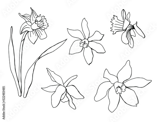 Black and white graphic drawing of daffodils. Hand drawn sketch. White isolate. Stock illustration. Linear slider.