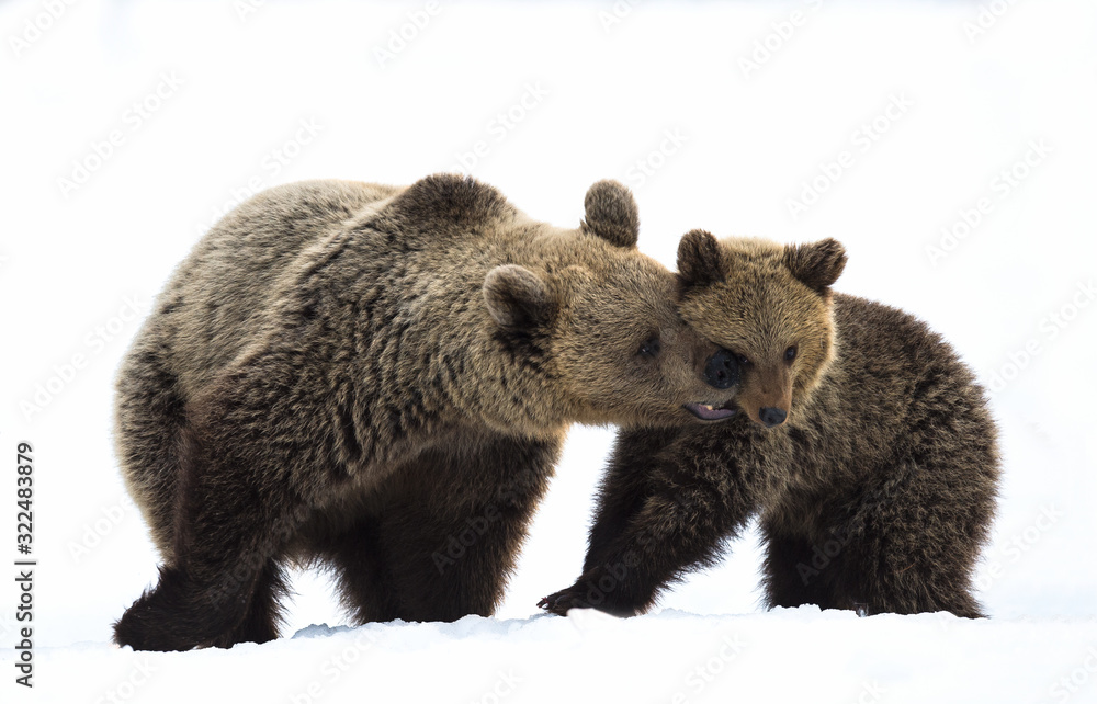 She-Bear and bear cub in the winter forest on the snow. Natural habitat. Scientific name: Ursus Arctos Arctos. She-Bear and bear cub in the winter forest on the snow. Natural habitat. Scientific name: Ursus Arctos Arctos.