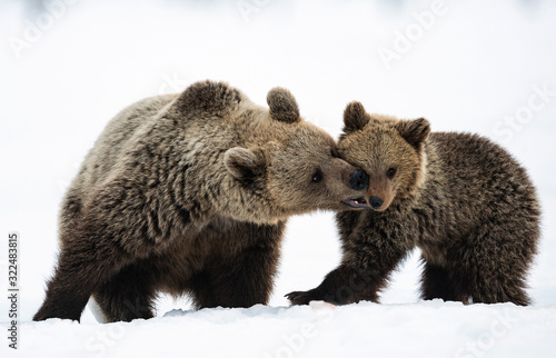 She-Bear and bear cub in the winter forest on the snow. Natural habitat. Scientific name: Ursus Arctos Arctos.