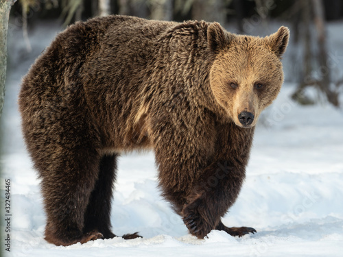 Wild adult brown bear in winter forest. Front view. Brown bear, scientific name: Ursus arctos arctos. Winter season. Natural Habitat.