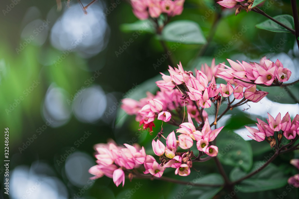 Flower Bokeh for Background. Blurry Flower for Background. Flower and summer background. Spring blossom on natural with copy space.