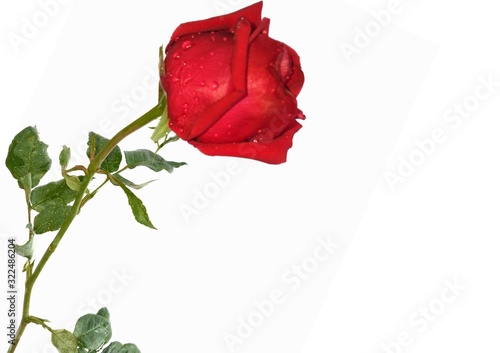 red rose on white background
