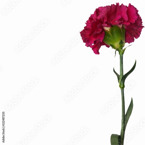pink rose on white background