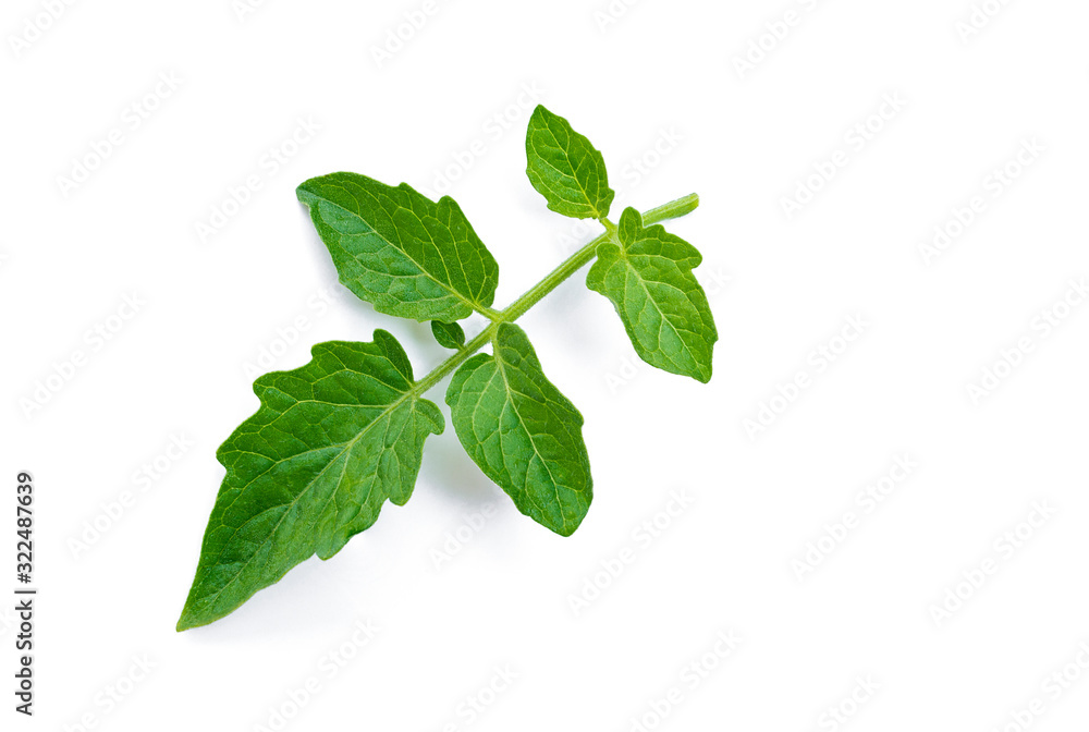 Fototapeta premium Tomato leaves isolated on a white background.