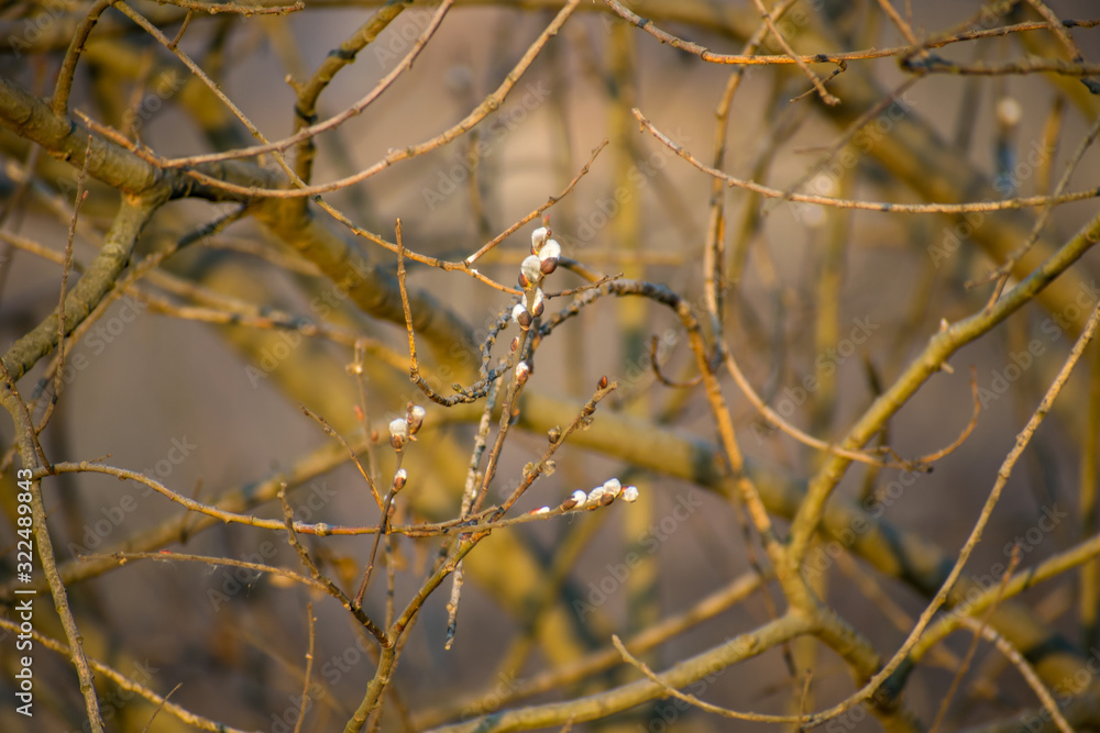 branches of trees with buds. Early spring branches of trees with buds. Early spring