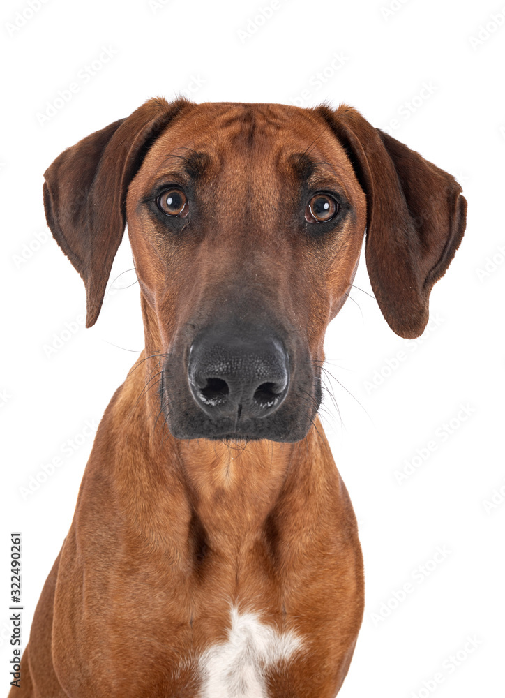 Rhodesian Ridgeback in studio Rhodesian Ridgeback in studio
