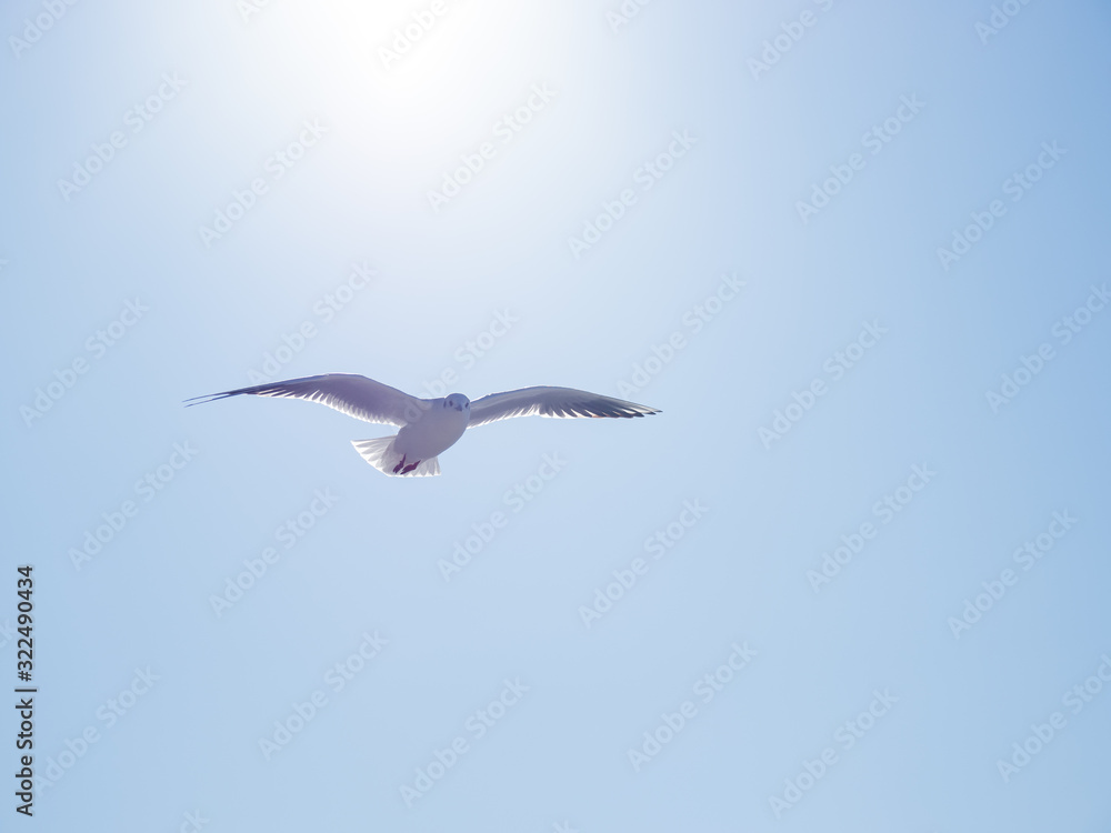 Seagull floats in the air. Bottom view of sea birds against a clear sky and bright sun. Seagull floats in the air. Bottom view of sea birds against a clear sky and bright sun.