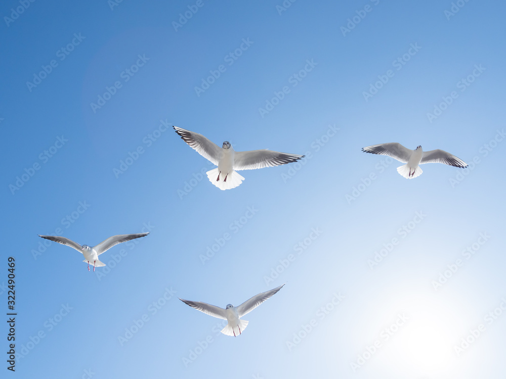 Fototapeta premium Seagulls float in the air. Bottom view of sea birds against a clear sky and bright sun.