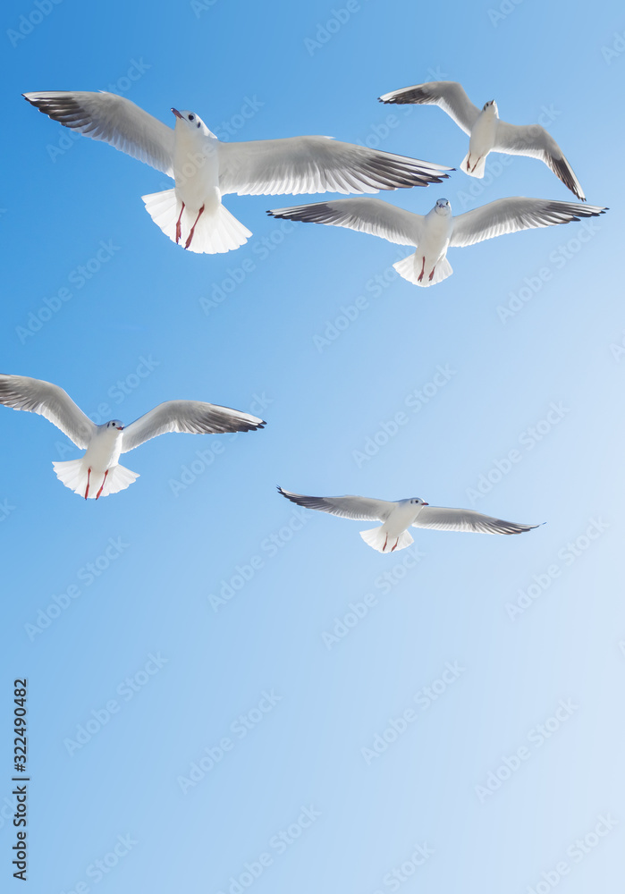 Seagulls float in the air. Bottom view of sea birds against a clear sky and bright sun.