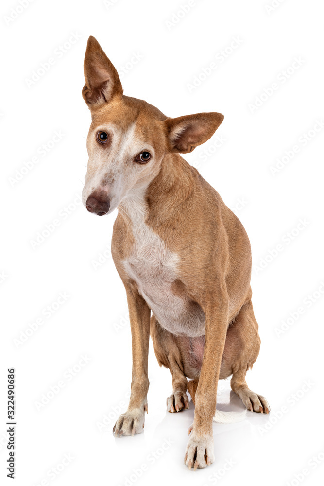 Ibizan Hound in studio Ibizan Hound in studio
