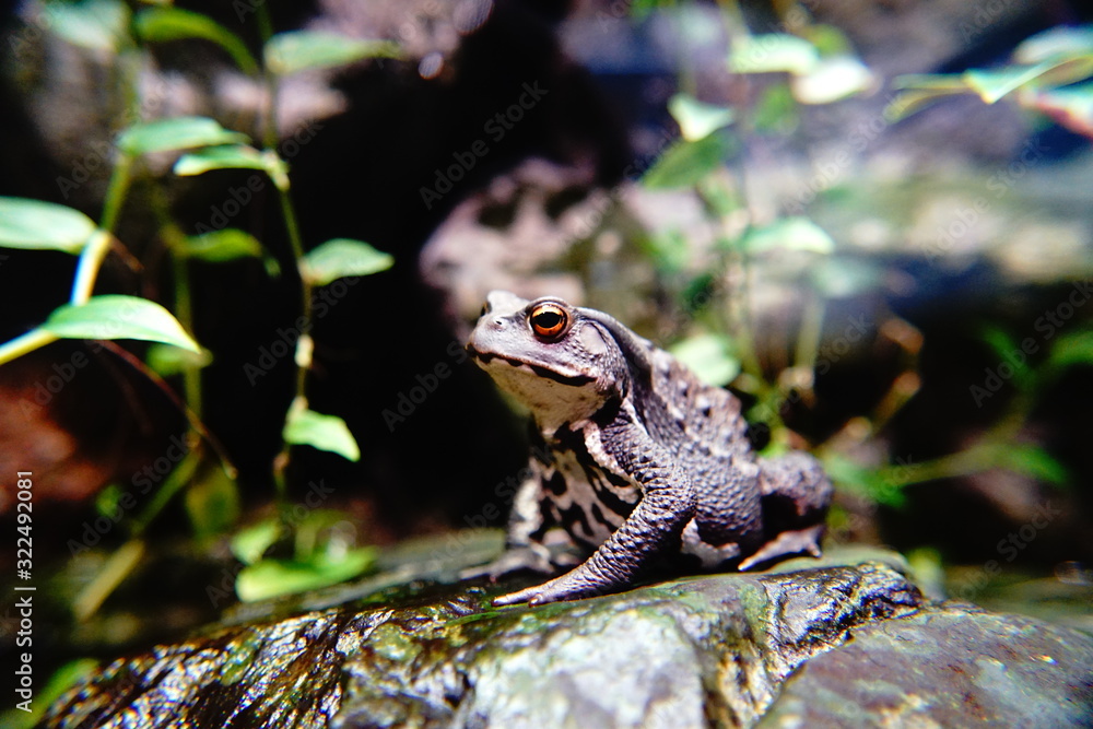 カエル カエル