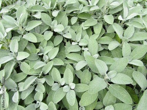 Foto Sage or Salvia officinalis in the herbal garden