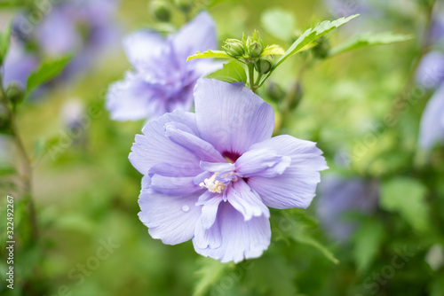 Hibiskusblüten