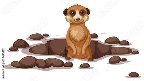 Meerkat coming out on the ground