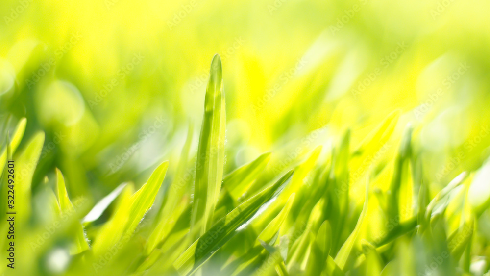 Obraz premium Close up green color grass leaf in fresh meadow field. Selective focus on middle range composition. Happy feeling worm environment