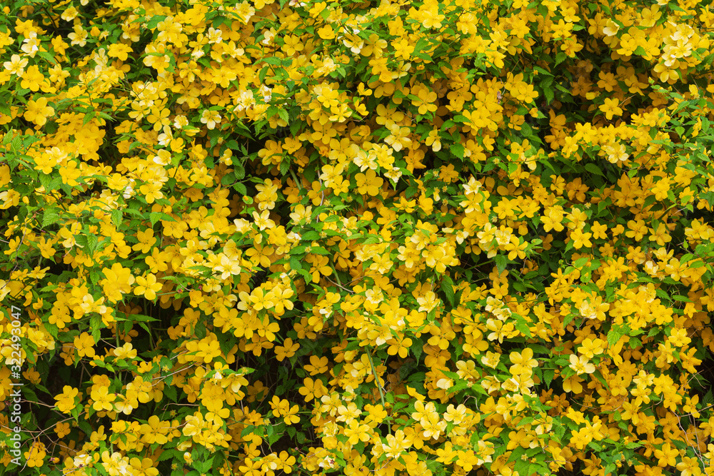 Obraz premium 満開の山吹の花