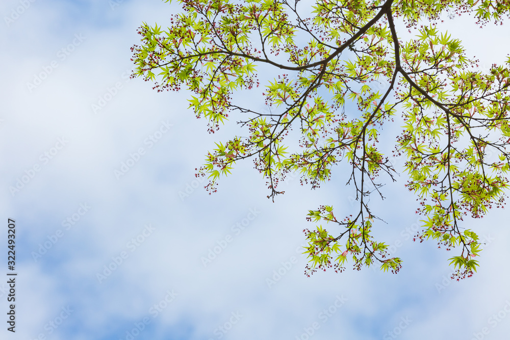 Fototapeta premium 青空に映えるイロハモミジの新葉と花