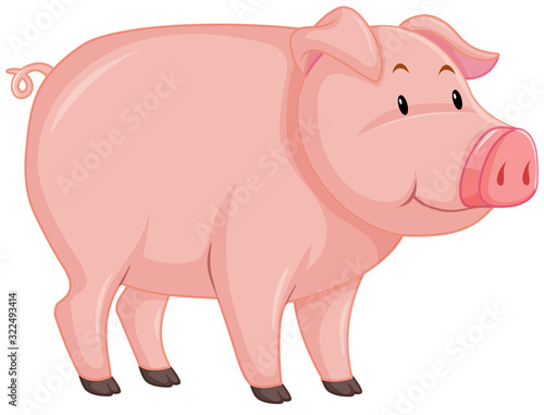 Cute pig with pink skin on white background