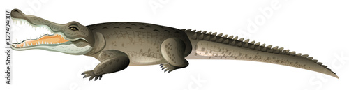 Photography Wild crocodile with sharp teeth on white background