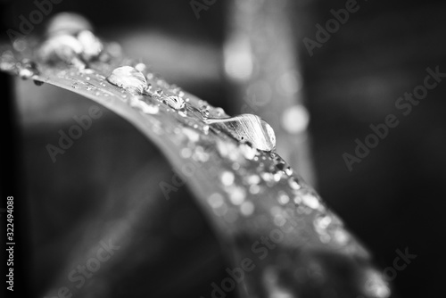 Large beautiful drops of transparent rain water on a brown orange leaf macro. Drops of dew in the morning on winter. Beautiful leaf texture in nature © JoseClaudio