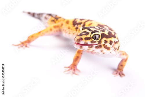 Leopard gecko (Eublepharis macularius) isolated on white