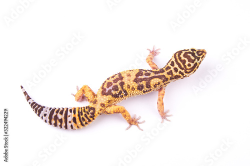 фотографія Leopard gecko (Eublepharis macularius) isolated on white
