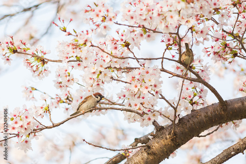 桜の枝に留まる雀