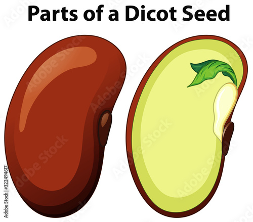 Diagram showing parts of dicot seed on white background photo
