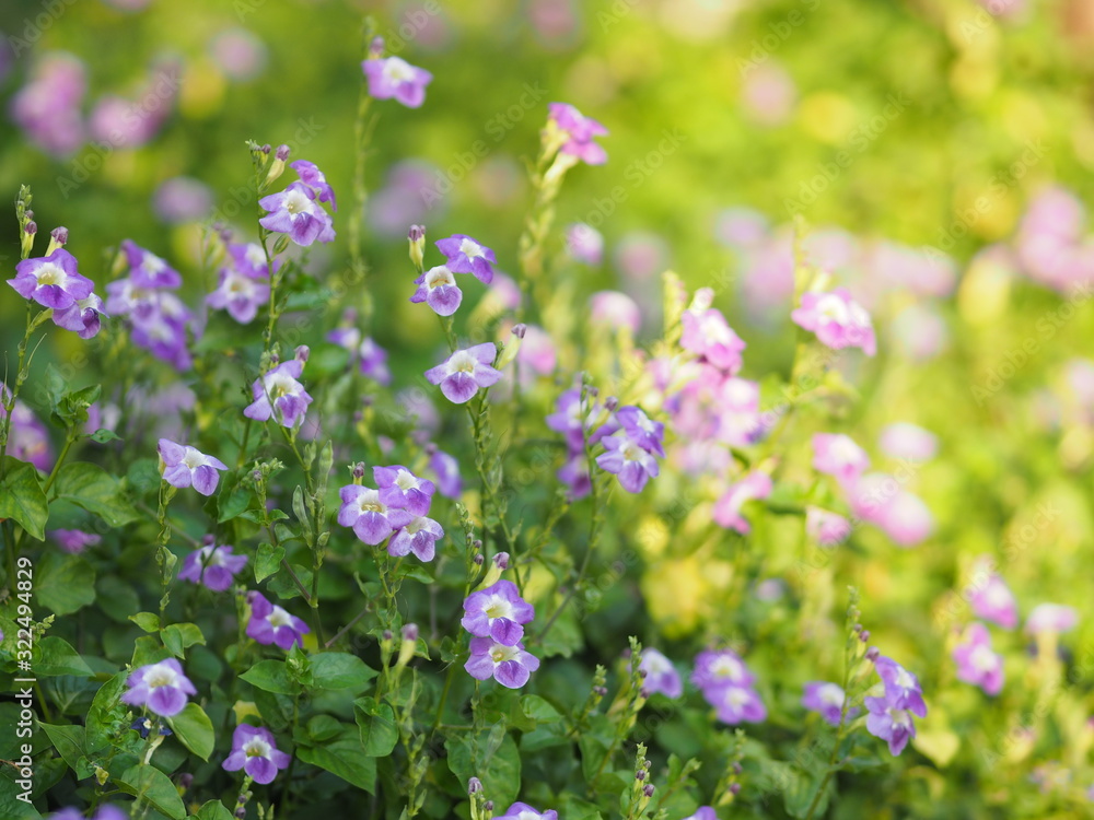 Creeping foxglove, Acanthaceae, creeping foxglove name purple flower spreading, herbaceous groundcover young plants in tropical garden nature background Creeping foxglove, Acanthaceae, creeping foxglove name purple flower spreading, herbaceous groundcover young plants in tropical garden nature background