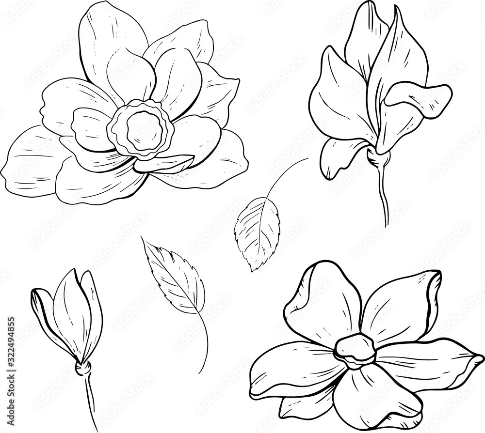 Vector sketch Floral Botany Collection. Magnolia flower drawings. Black and white with linear art on a white background. Hand drawing Botanical illustration 