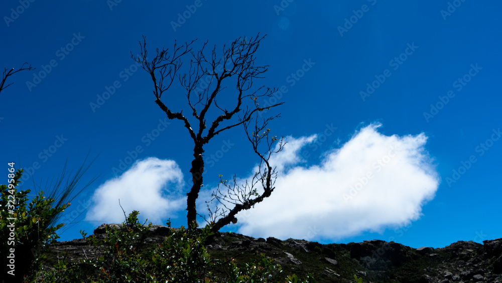 Obraz premium Arbol seco con cielo azul y nube