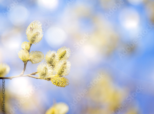 blossoming goat willow branch on bright background © Alexander Potapov