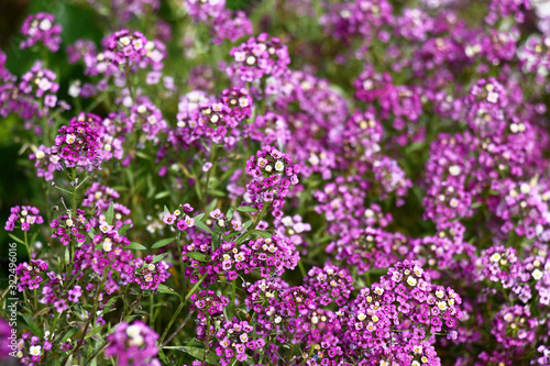 Numerous inflorescences with small flowers in violet tones. In a flower bed the lobularia plentifully blossoms.