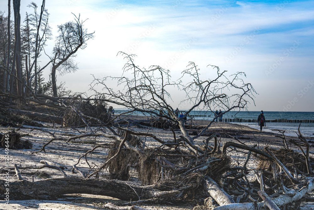 Ostseestrand mit umgestürzten Bäumen