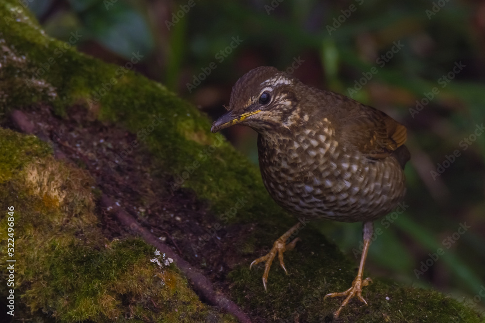 Fototapeta premium view of a beautiful bird in nature
