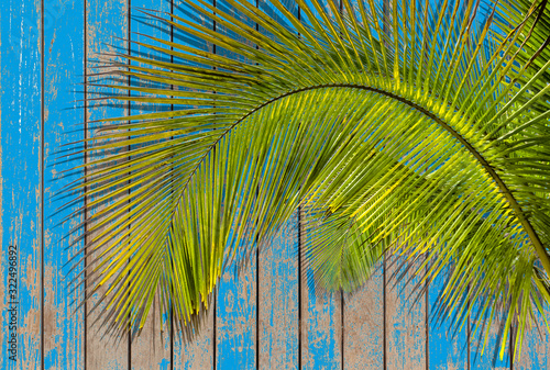 palm on wood background