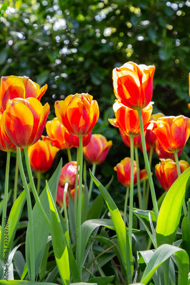 Tulips in Keukenhof park (Netherlands). Tulips in Keukenhof park (Netherlands).