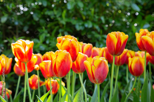 Tulips in Keukenhof park  Netherlands .