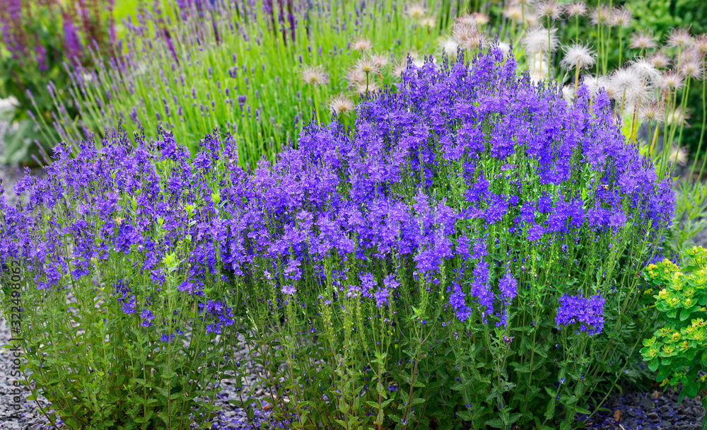 Naklejka premium Blaue Glockenblumen (Campanula) im Steingarten
