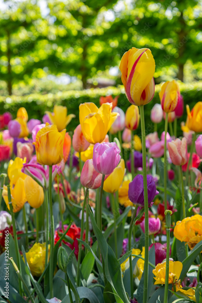 Obraz premium Tulips in Keukenhof park (Netherlands).
