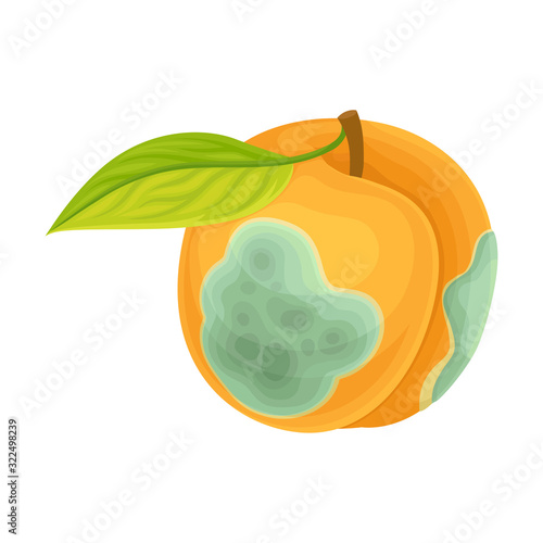 Spoiled and Rotten Peach Fruit with Skin Covered with Stinky Rot Vector Illustration