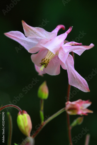 Gemeine Akelei oder Gewöhnliche Akelei (Aquilegia vulgaris) Pflanze mit Blüten
