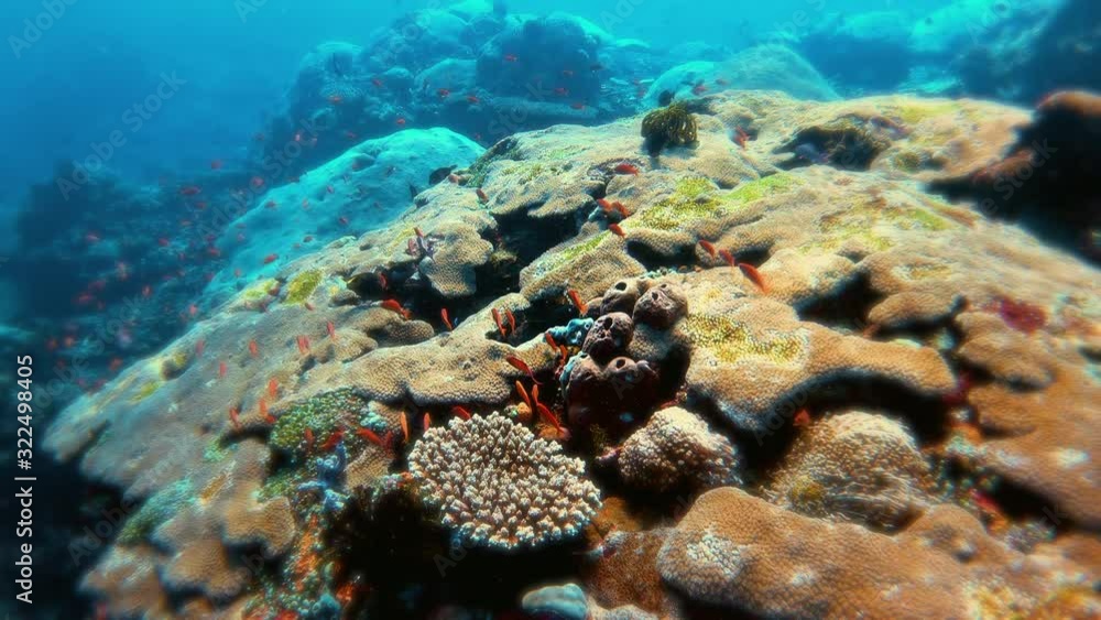 Scuba diving at PED temple, Bali, Indonesia, underwater Scuba diving at PED temple, Bali, Indonesia, underwater